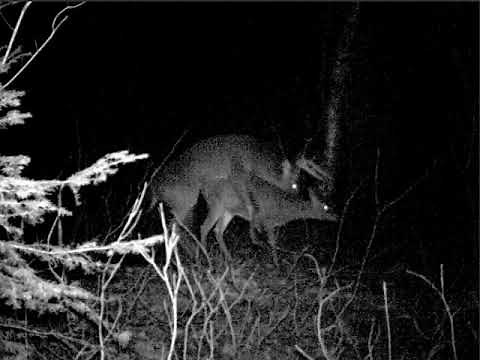 Accouplement Cerfs de Virginie 2010