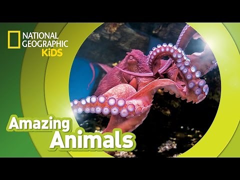 Giant Pacific Octopus 🐙 | Amazing Animals