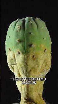Peyote: The Cactus With Psychedelic Defenses #Cactus #Shorts