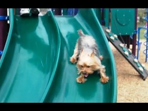 Puppies Playing on Slides
