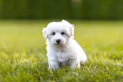 20 Beautiful White Dog Breeds—and How to Keep Them Clean