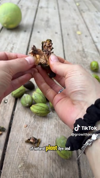 PECANS: The nuts you can’t pick from a tree!! | Pecan Pie