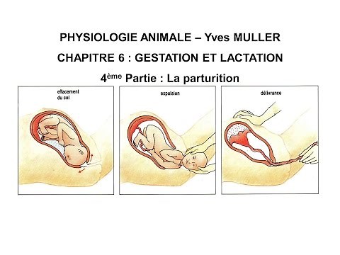 Chapitre 6-4 Accouchement chez la femme - Parturition chez les animaux