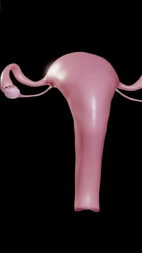 Female Reproductive System With 3D Animation