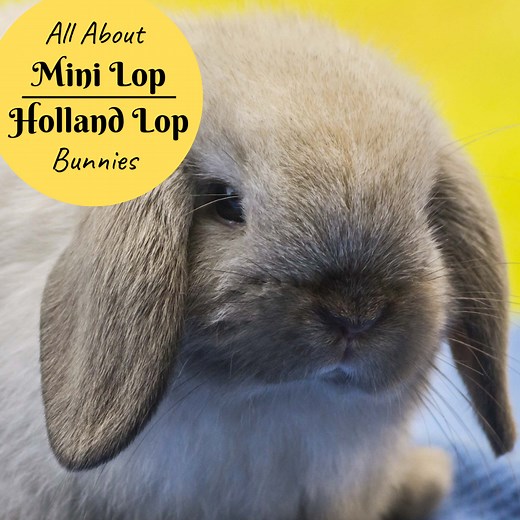 Bunny Breed and Size Guide: Mini Lop (Holland Lop) Rabbits