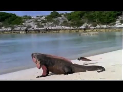 Discovery Channel Wildlife Animals Reptile Documentary