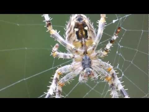 Spider Web Construction in Slow Motion