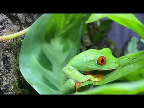 Red Eyed Tree Frog/ Care Guide