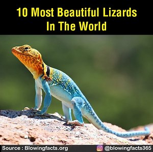 10 Most beautiful lizards in the world | Facts that will blow your mind