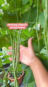 13K views · 391 reactions | Harvesting organic string beans in my garden. I sowed the seeds in the second week of May and ready to harvest after 2 months. #stringbeans #sitaw #organicgarden #viewers #summer2025 #everyone #mygarden #highlights #viewers | Beatriz van Winden-Guzman | Facebook