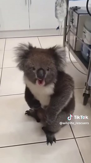 Koala Sounds and Behaviors: The Vocal Nature of Australia's Marsupials