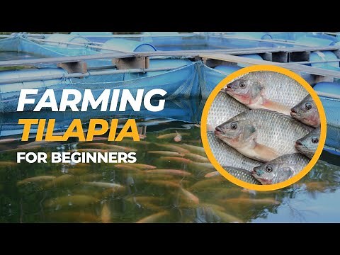 Tilapia Farming For Beginners - Farm with Tilapia