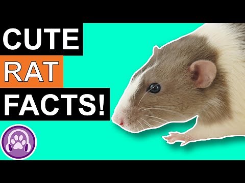 Facts About Rats You Probably Didn't Know!