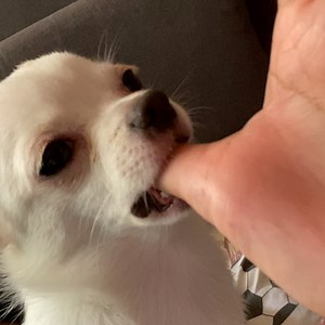 Like humans, dogs also have their weird moments...😂🐕 | LADbible