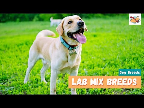 Lab Mix Breeds: 10 Lovable Labrador Mix Dogs For Every Family!