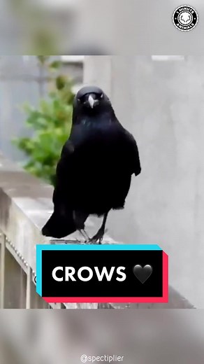 Crow 🖤 Is It The Smartest Bird Ever? #crow #crows #crowsoftiktok #crowbird #smartbird #crowlover