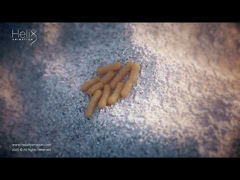 Bacteria Replication