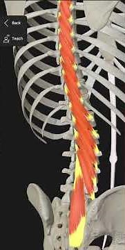 Spine Extension(5)-Multifidus muscle