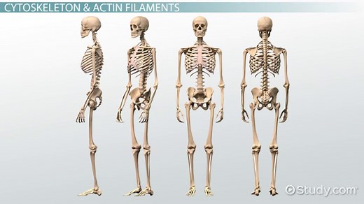 Actin Filaments | Definition, Function & Structure