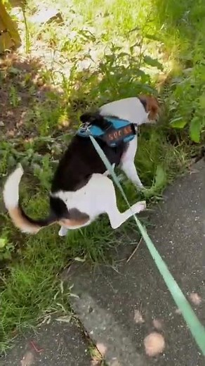 Female Beagle pees in a perfect leg lifting position