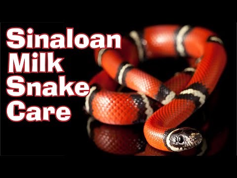 Sinaloan Milk Snake: Care, Breeding and Morphs!