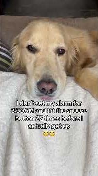 Is today going to be BUDDY and DAD’S LUCKY day?! #sorrymom #funnydog #byemom #funnydogvideos #dog