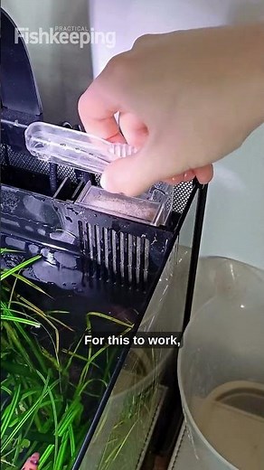 Water changing made EASY by the Fluval Betta Premium Aquarium