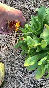 2.2K views · 129 reactions | Nothing taking a stroll through the garden and harvesting these beautiful calendula blooms! 殺 | Crafty Gemini | Facebook