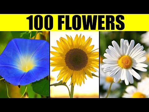 FLOWERS of the World - Names of 100 Different Types of Flowers