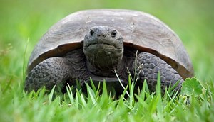 Gopher Tortoise - All Turtles