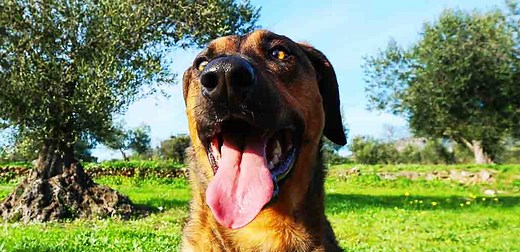 Labrador Malinois Mix -