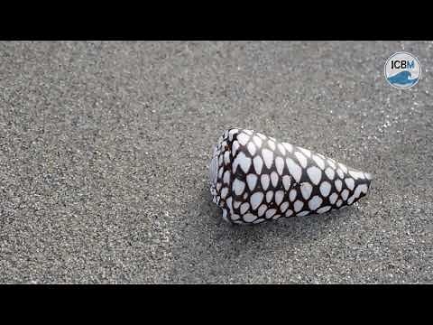 The Marbeled Cone, Catching its Prey