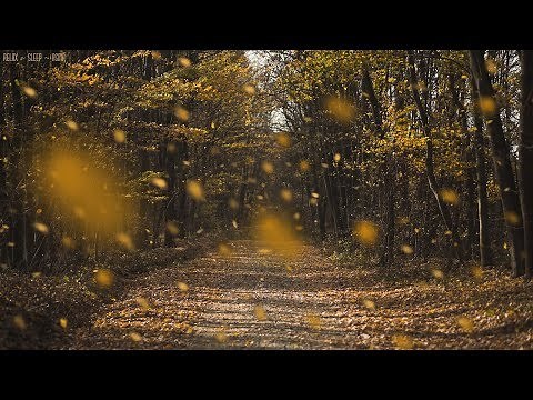 Detailed Sounds of Rustling Leaves Falling and Wind Blowing through the Forest Trees in Late Autumn