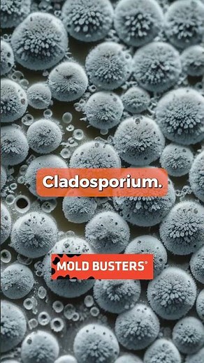 "Hidden Dangers: 3 Types of Toxic Mold Lurking in Your Home!"