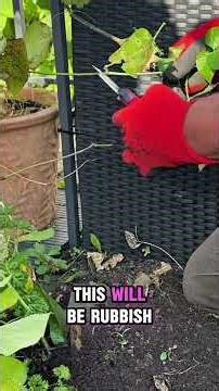 “Twice the Beans, Half the Work: Reviving Last Year’s Runner Bean Plants” #diygarden #garden