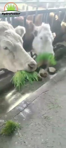 What is HydroFodder's Fodder Solution for Livestock?