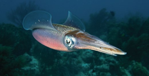 Cephalopods: Facts about octopus, squid, nautilus and more