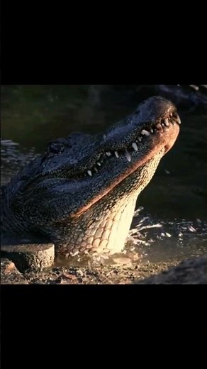 Sounds of an Alligator Bellowing