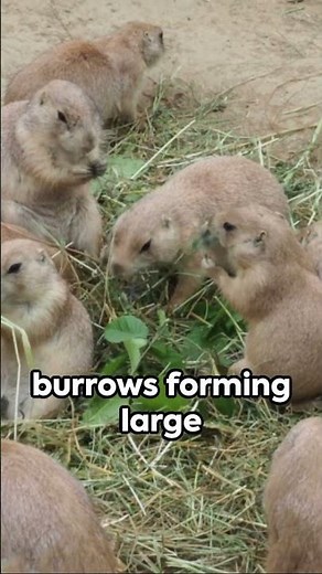 Prairie Dogs | Unearthed Facts