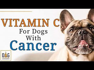 Vitamin C for Dogs with Cancer │ Dr. Nancy Reese Q&A