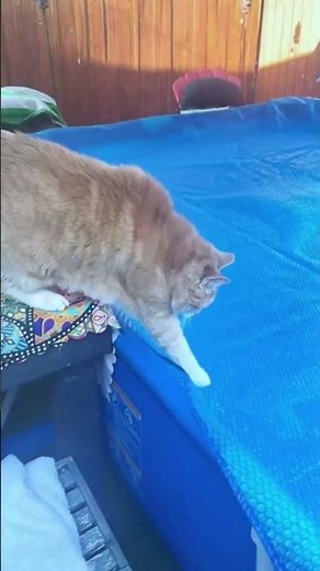 Funniest Cat Fails Compilation 2025 | Epic Cat Falls