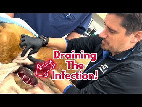 Vet drains dog abscess. Dr. Dan shows how a vet fixes an abscess