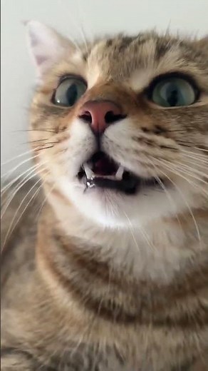 Kitten meowing to attract cats