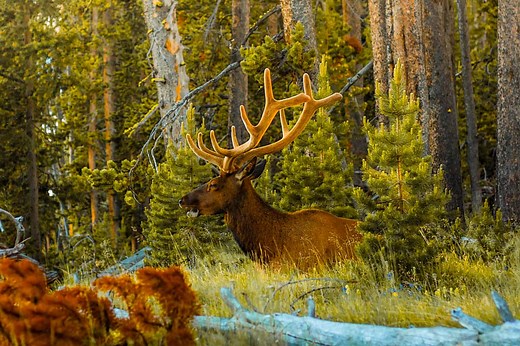 How Wolves Change Rivers | 'Ecology of Fear' and beyond