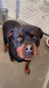 21K views · 1.4K reactions | UPDATE: ADOPTED! Found! I LOVE this...