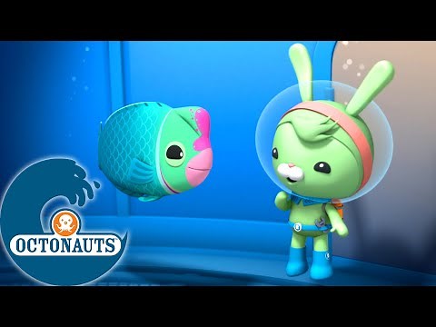 Octonauts - Le perroquet à bosse et l'anguille de mer | Dessins animés pour enfants