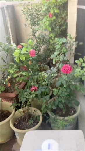 Live Stream of Roses on the Balcony🌹〜‼️ #Piano
