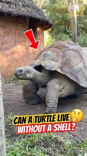 Can a turtle live without a shell⁉️🤔 #filter