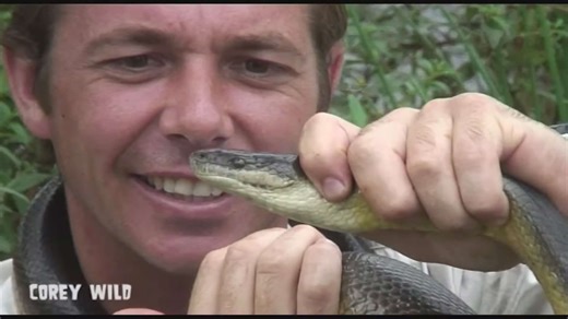 Water python sightings and encounters