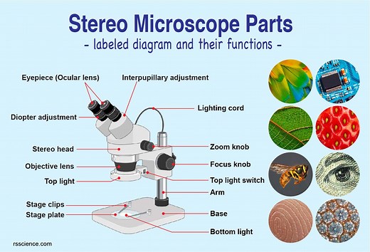 Parts of Stereo Microscope (Dissecting microscope) – labeled diagram, functions, and how to use it